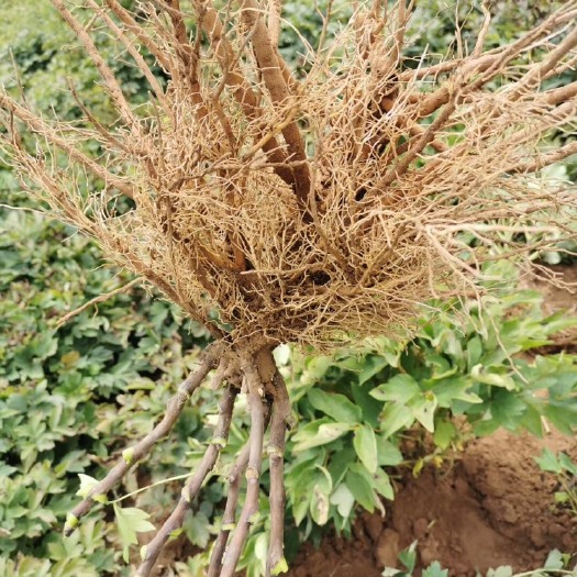 菏泽观赏牡丹  三年观赏苗