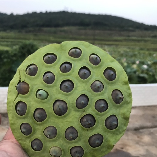 草莲莲蓬，6月下旬上市，快递送货上门