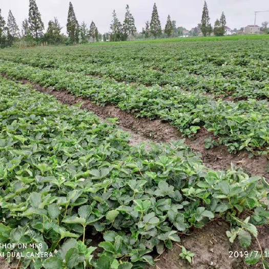 南通红颜草莓苗 10~20公分 地栽苗
