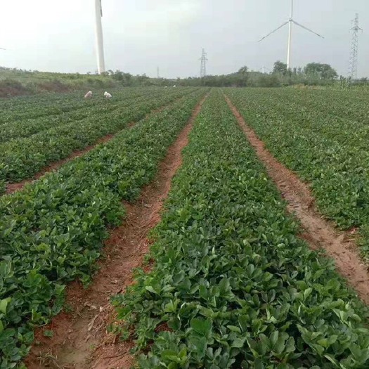 泰安妙香草莓苗 20~30公分 地栽苗