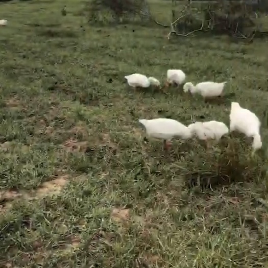 陵水县 海南陵水肉鹅