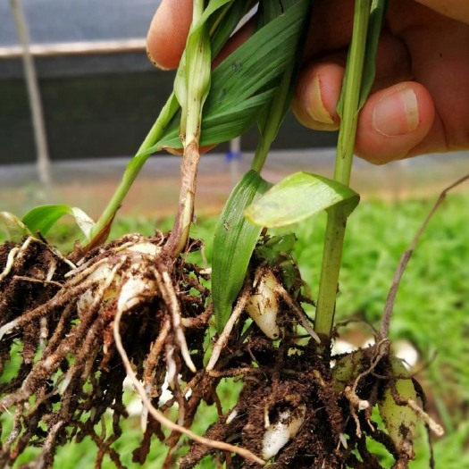 安宁市紫花白芨苗 白及苗根茎2.5到3公分