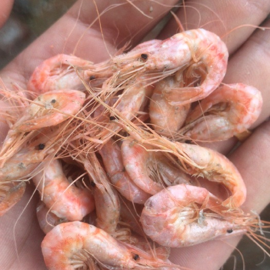 滨州 红虾 虾 炸虾专用 产地直销