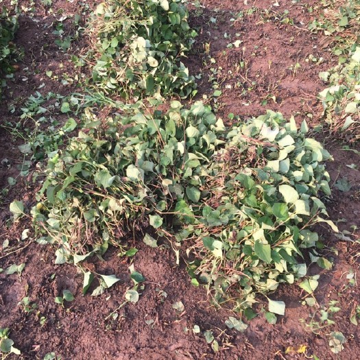 射洪市 10亩基地鱼腥草