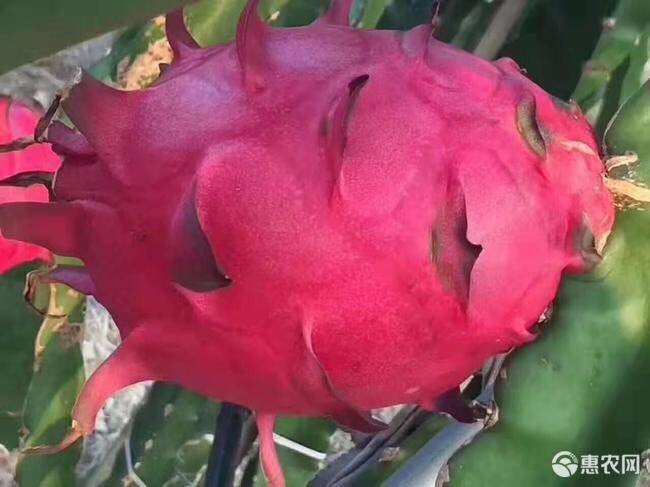 上海红皮红肉火龙果 上海奉贤区，基地自种，香甜可口，保存时间长，不易腐坏，超好吃