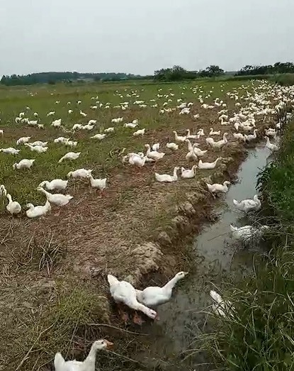 肥西县 皖西白鹅