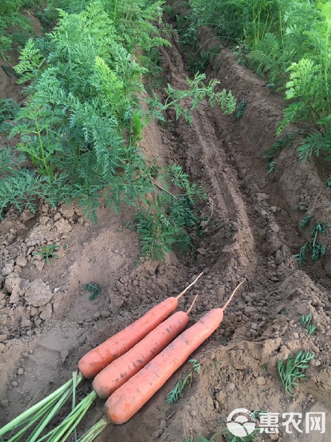 三红胡萝卜 无污染，远离城市的绿色食品