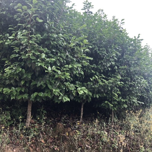 高县茶花树 100~140cm