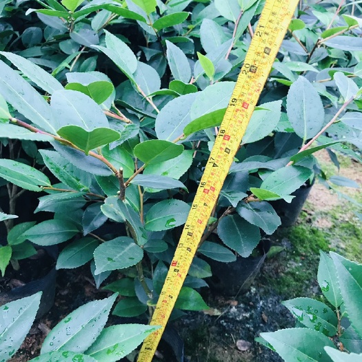 漳平市香花茶 30~50cm
