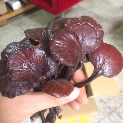 环江县深山里的竹灵芝
