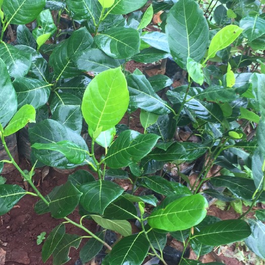 徐闻县马来西亚一号菠萝蜜苗 徐闻菠萝蜜苖