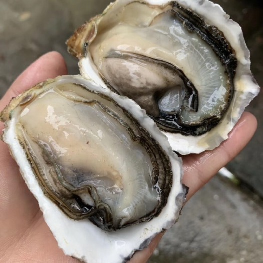 饶平县 牡蛎