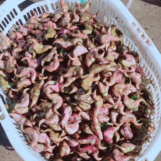菱角