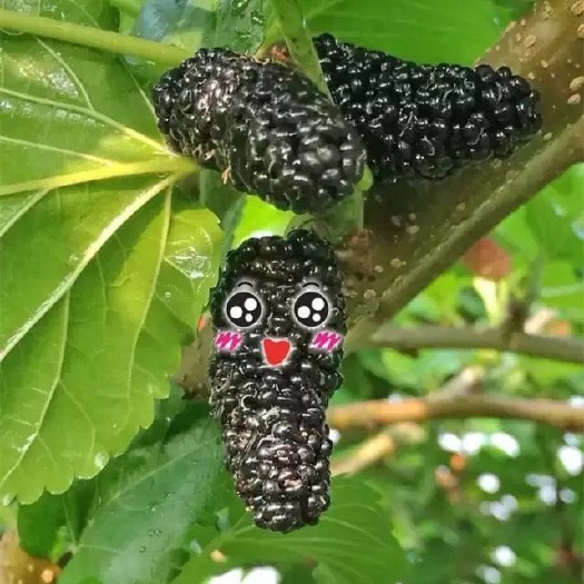 汕头广东桑 5 - 6cm
