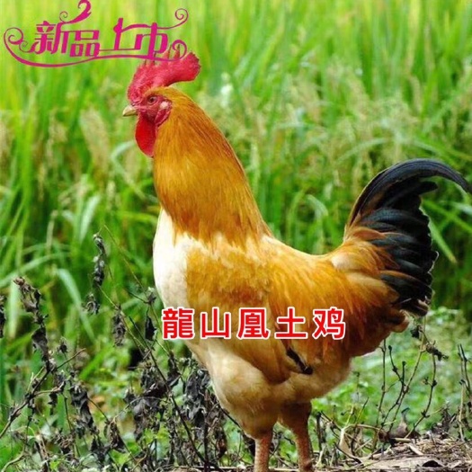广州 三黄鸡公苗 鸡苗 公苗
