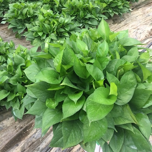 佛山 A货绿萝360