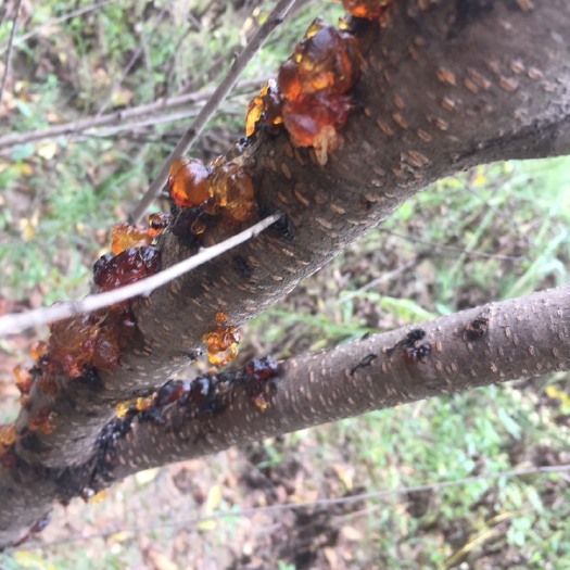 亳州 大量出售，桃胶，桃核