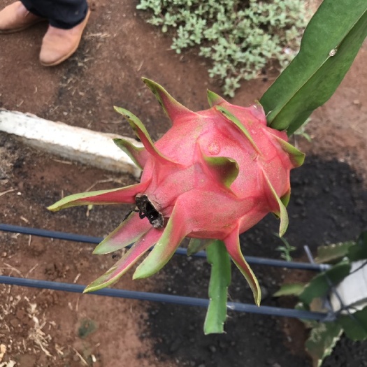 遂溪县香蜜龙火龙果 这是广东湛江最大的种植基地。想发财的老板速联系！小陈