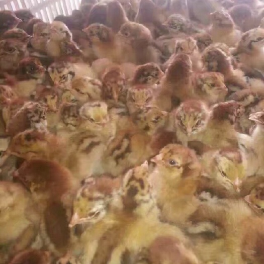 南宁良凤花鸡苗 统货