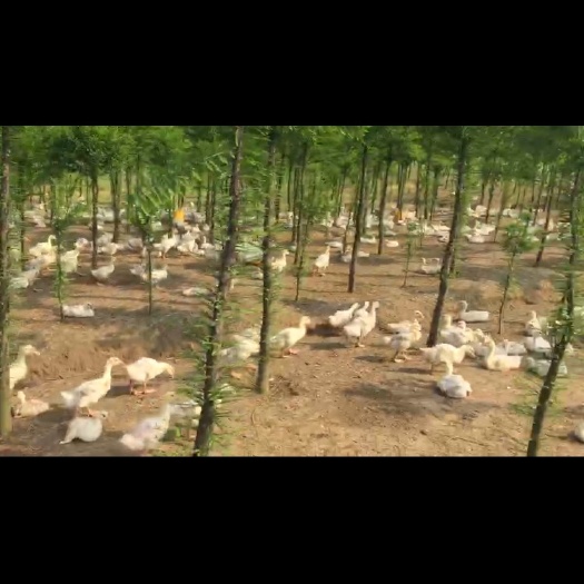 丹阳市白鹅 8-10斤 统货 全散养