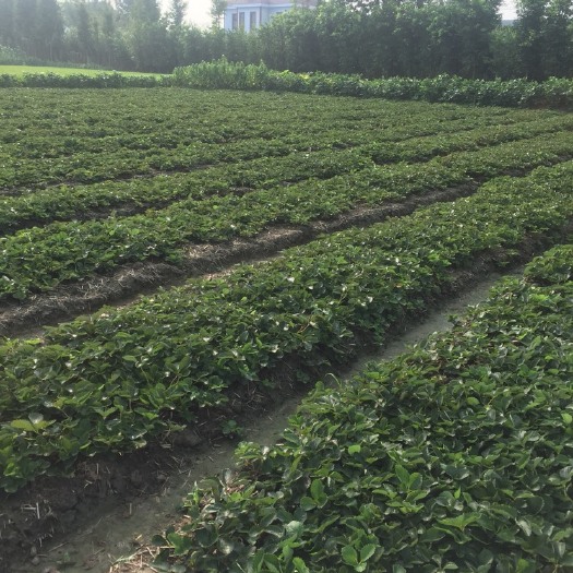 南通红颜草莓苗 10~20公分 地栽苗