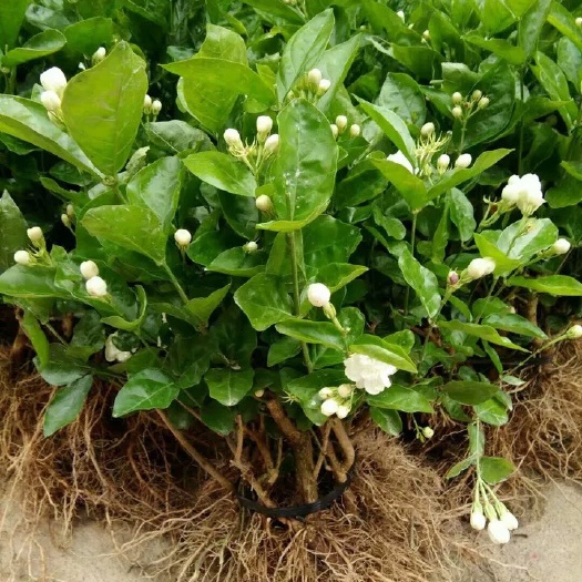 横州市 农户茉莉花苗自种自销，花靓价美