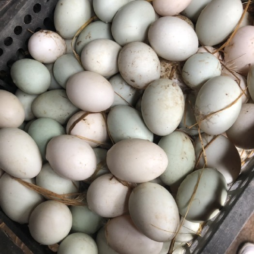 洛阳青皮鸭蛋 食用 散装