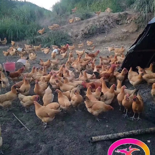 隆回县 湖南黄毛乌鸡苗 高脚 走地鸡 草鸡苗