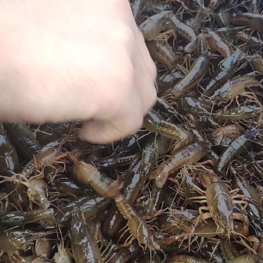 洪湖市 虾苗基地直供，成活率高！全国发货！