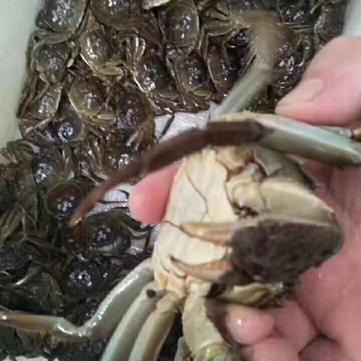 洪湖市 洪湖大闸蟹