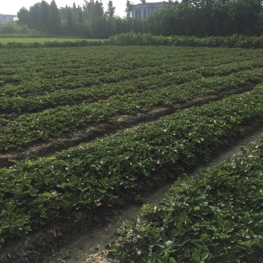 南通红颜草莓苗 10~20公分 地栽苗