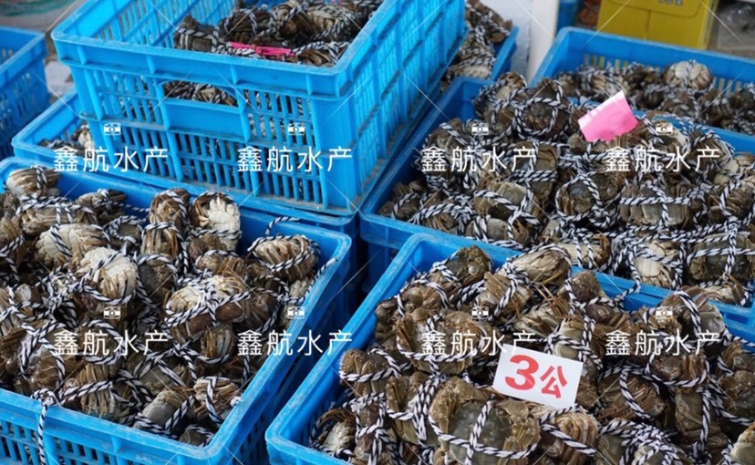 兴化市 今年的大闸蟹
规格大品质硬