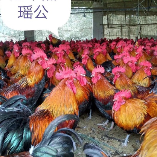 南充瑶鸡苗 抵抗力强，生长速度快，肉质好的优秀瑶鸡品种。包介绍销路