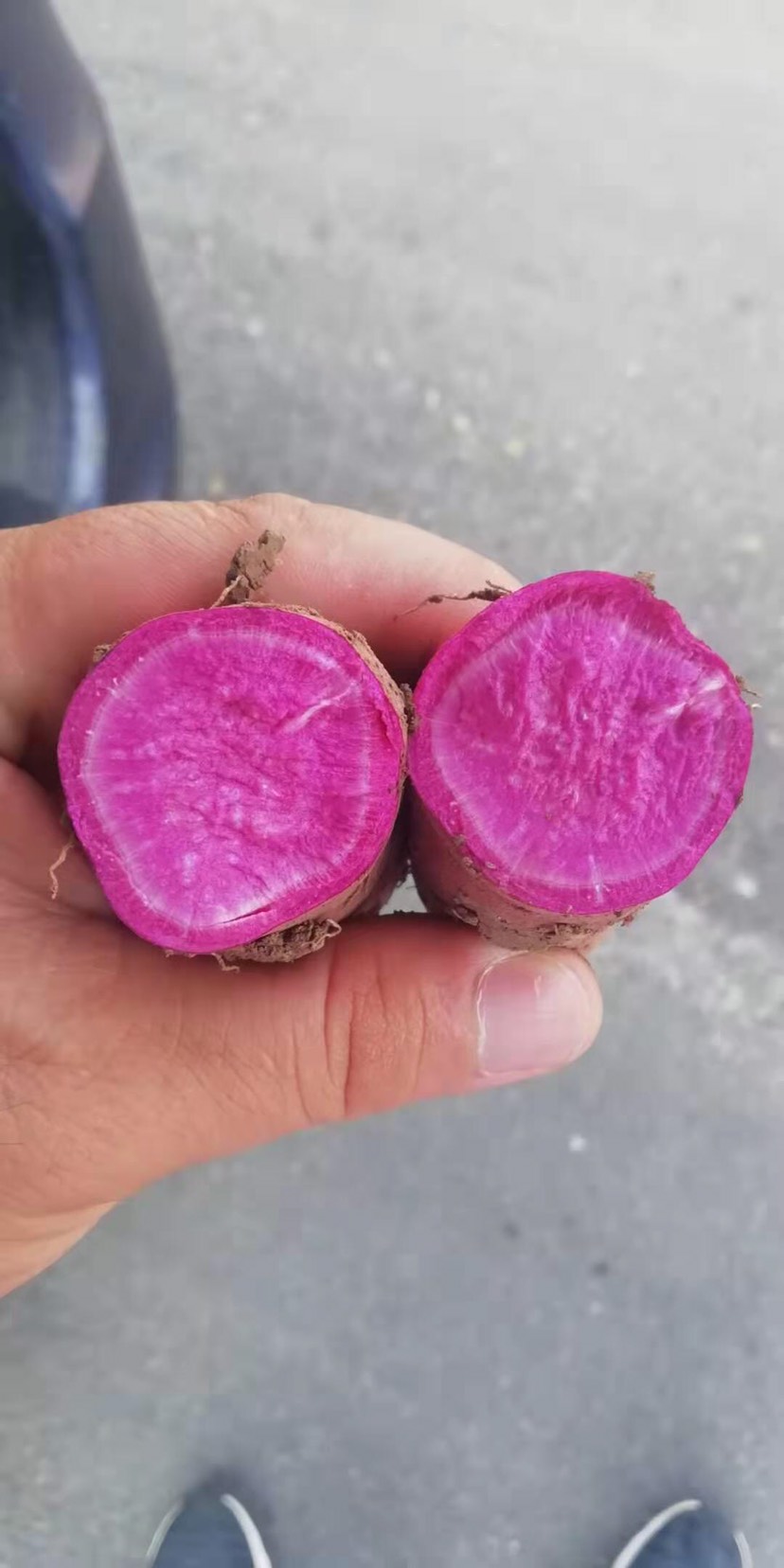 紫薯大量上市有需要的可以联系我，价格美丽量大从优。