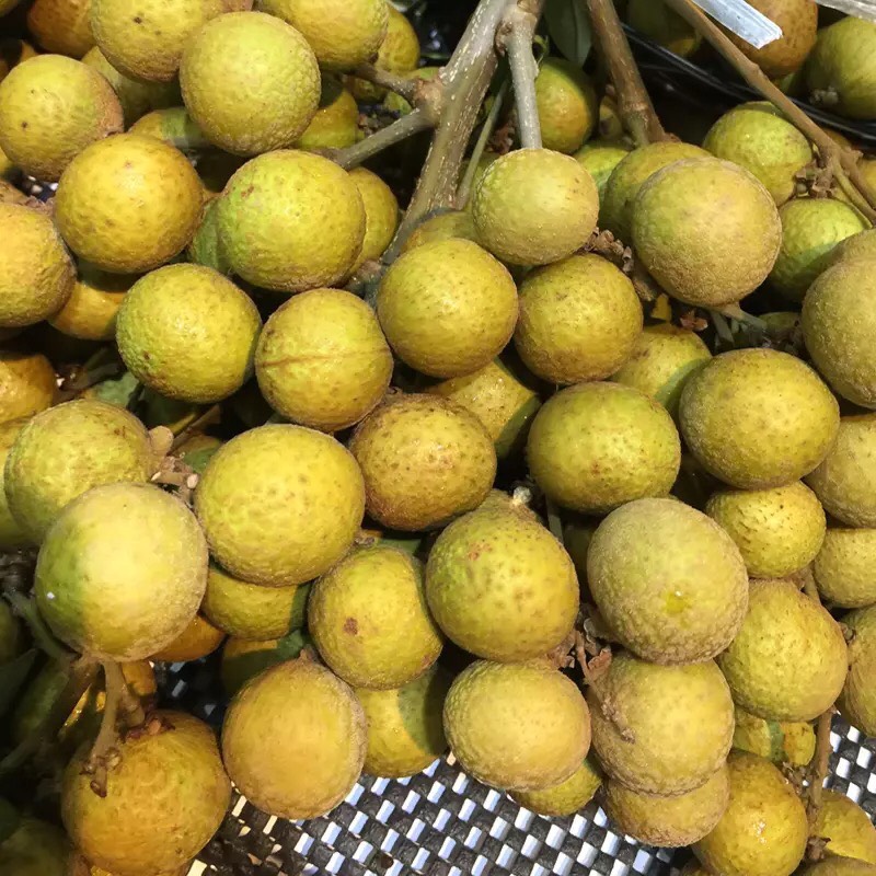 石硖龙眼 15mm以上