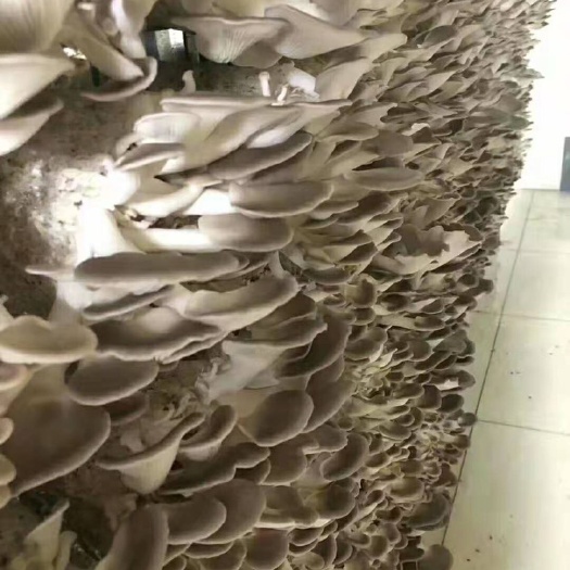 常州 姬菇