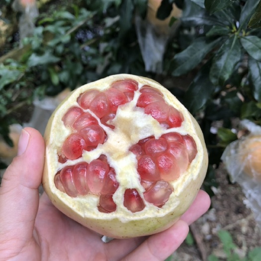 蒙自市 云南蒙自甜石榴籽软多汁皮薄新鲜水果10斤包邮68元