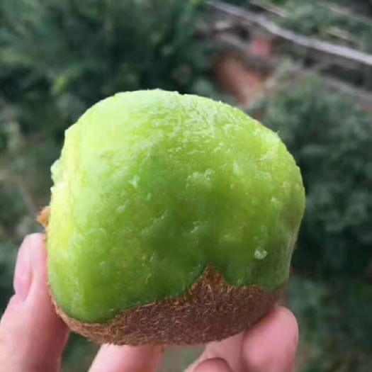 西峡县 徐香猕猴桃，绿心猕猴桃