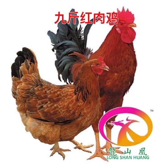 广州红玉鸡苗 统货