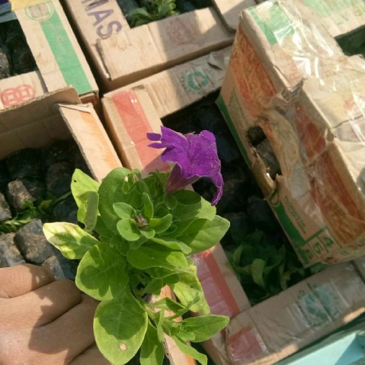 青州市矮牵牛 牵牛