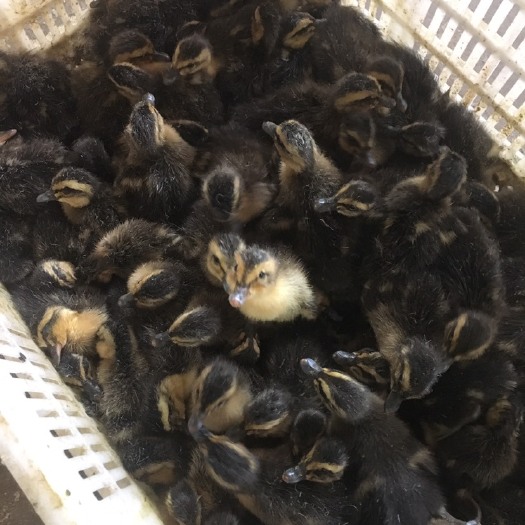 南宁大种杂交鸭苗