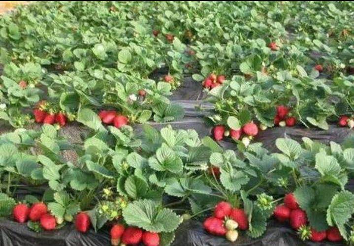 甜查理草莓苗  自家基地繁育，品种有保证，没有中间商，免费技