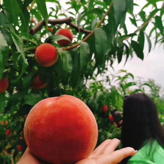宽甸县燕红桃 丹东河口艳红桃