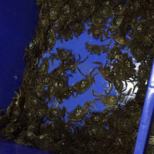 云浮沱湖大闸蟹 稻田蟹（母）一元蟹（母）二元蟹（母）老头蟹（母）
