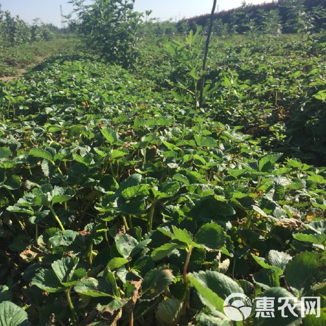  章姬草莓苗、红颜草莓苗、法兰地草莓苗等优质草莓苗