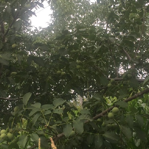 蒲县青皮核桃 40mm以上 青皮 散装