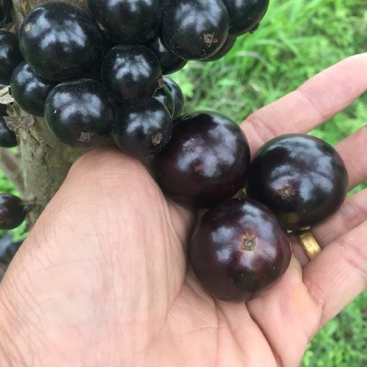 云浮沙巴嘉宝果 网红水果嘉宝果树，头径5至6公分，自产自销，量大价优