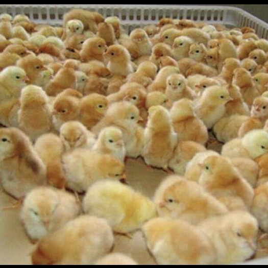 嘉祥县三黄鸡苗 统货