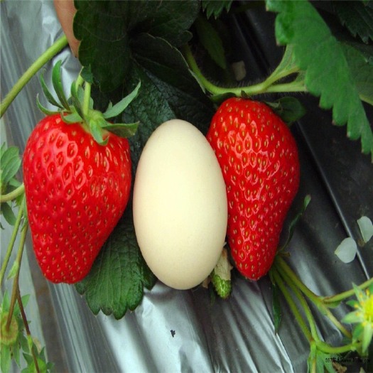 泰安 甜查理，妙香7号，章姬多个品种草莓苗