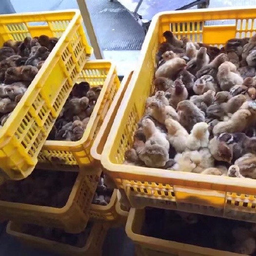 南宁K9鸡苗 统货